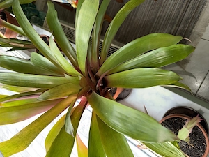 Große und gesunde Bromelie (Guzmania) zu verkaufe