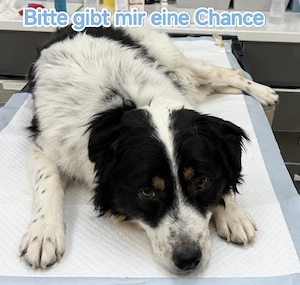 Nate - bekommt er endlich die Chance auf ein liebevolles Zuhause? Bild 8
