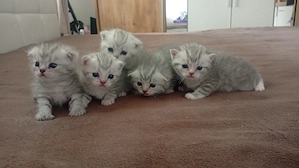 bkh katzenbabys 