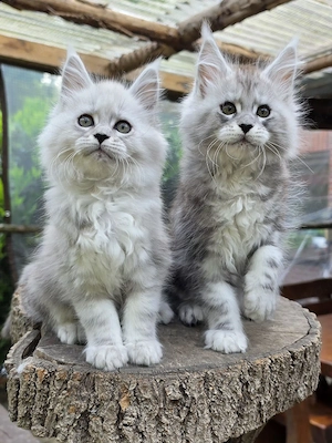 Maine Coon Nachwuchs 