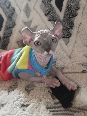 Sphynx-Elf Kitten, Abgabebereit, letztes Mädchen  