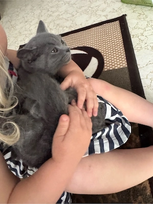 bkh kitten grau geb. 14.02.26 Valentinstag