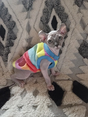 Sphynx-Elf Kitten, Abgabebereit 