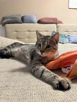 bkh kater 