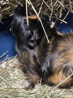 Meerschweinchen Böckchen sucht ein Zuhause 