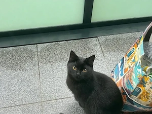 Kater sucht neue Dosenöffner 