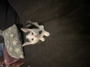 Katzenbabys 