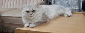 Katzen zum verkaufen 