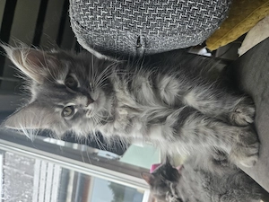 Kitten mainecoon 3