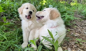 Liebevolle Golden-Retriever-Welpen suchen ein neues Zuhause