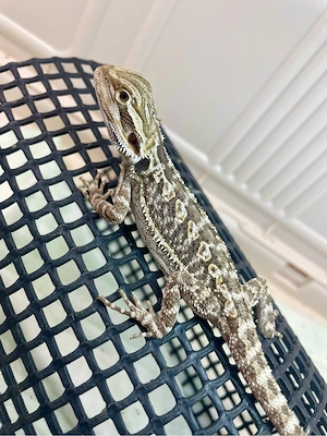 No2 Bartagame Weibchen (pogona vitticeps) NZ Januar 2026