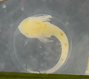 Axolotl-Eier sind keine Ware