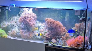 Meerwasser Inhalt 650l zur Abgabe 