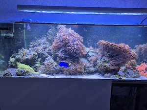 Meerwasser Inhalt 650l