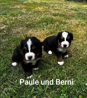 Bernersennen -Hovaward Mix 