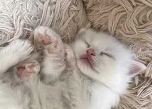 Süßer Ragdoll Kater
