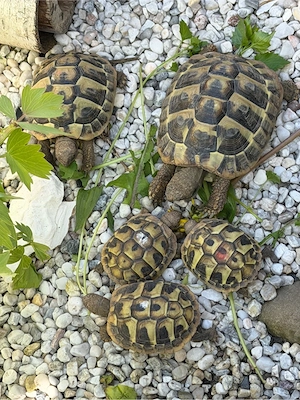 Griechische Landschildkröte, Nachzuchten 