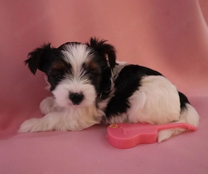 Zuckersüße 3 Biewer Yorkshire Terrier  Welpen Mädchen suchen Zu Hause!
