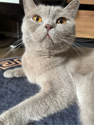 Bkh Katze 