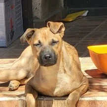 Rony im Wachstum   Lieber Lausbub