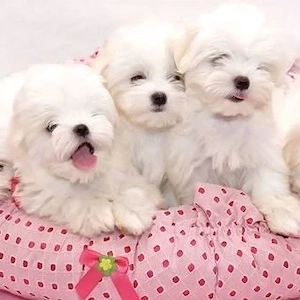 Wunderschöne Bichon malteser Welpen