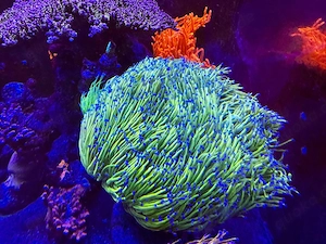 Euphyllia glabrescens Holy Grail Meerwasser Koralle 
