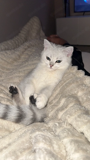 Wunderschöner verspielter BKH Kater zu verkaufen