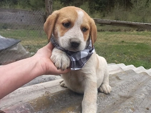 Pupok sucht ein Zuhause