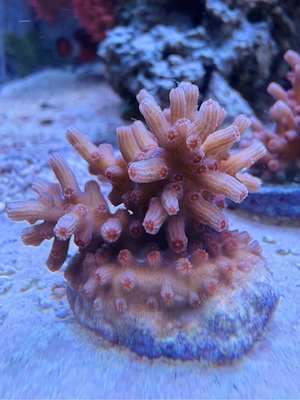 Cyphastrea decadia Steinkoralle