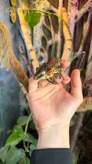 Höckerkopfgecko (Rhacodactylus auriculatus)   Männchen, 3,5 Jahre