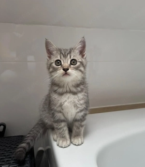 BKH Kitten reinrassige 