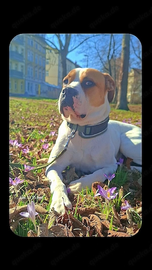 balu suche ein liebevolles Zuhause 