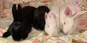 Süße Kaninchen abzugeben