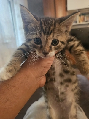 Babykater 8 Wochen alt Angora Mix 
