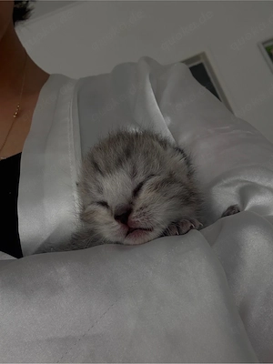 baby kitten zu verkaufen 
