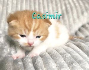 BKH Britisch Kurzhaar Kitten Kater 
