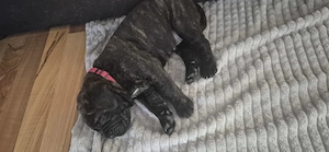 Cane corso welpen 