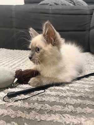 heilige birma kater