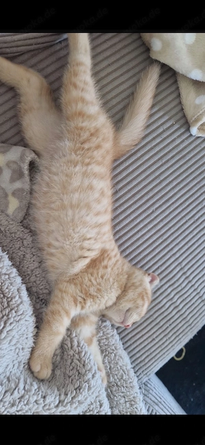 Britisch Kurzhaar Kitten BKH 