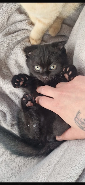 Bkh Kitten 