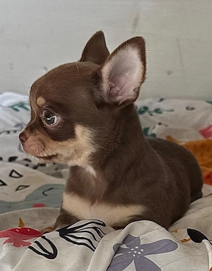 Chihuahua Welpe ( Rüde) mit Ahnentafel