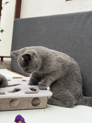 Zwei junge reinrassige BKH-Katzenkinder abzugeben