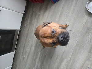 Rottweiler Masstiff Mix