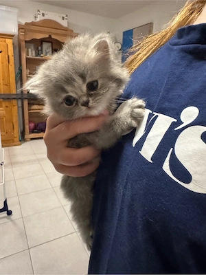 BHK Kitten zu verkaufen
