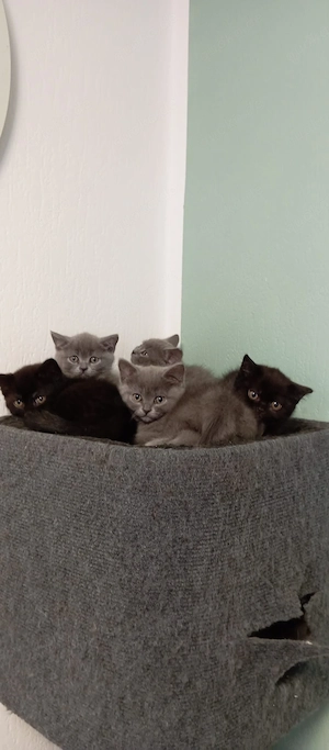 BKH Kitten Bild 3