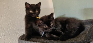 BKH Kitten Bild 2