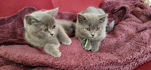 BKH Kitten Bild 4