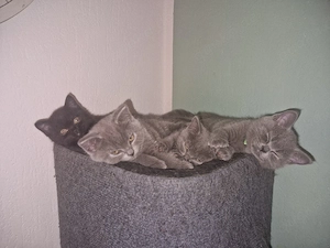 BKH Kitten Bild 5