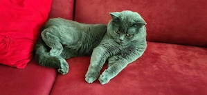 BKH Kitten Bild 7