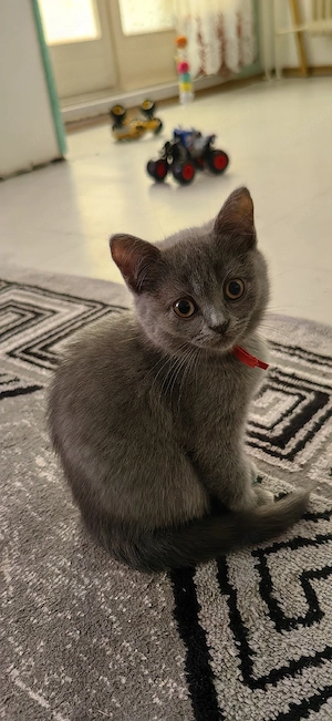 BKH Kitten